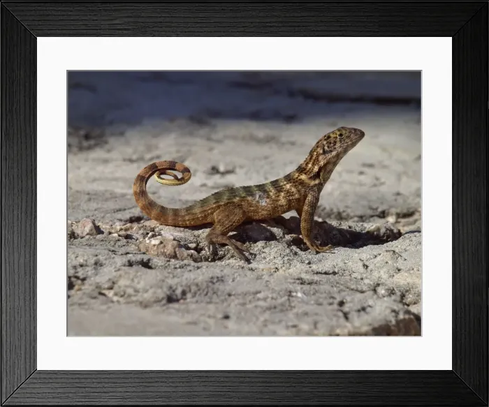 Framed Print : Picture No. 10899385 Framed Print : Picture No. 10899385