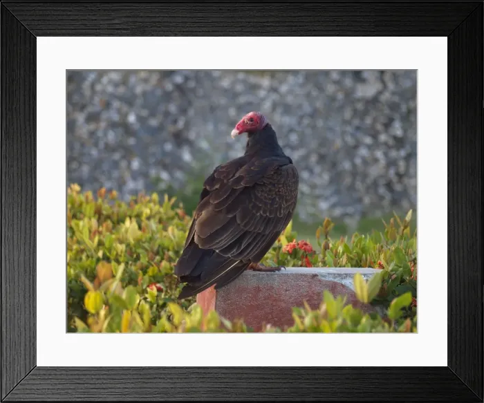 Framed Print : Picture No. 10899386 Framed Print : Picture No. 10899386