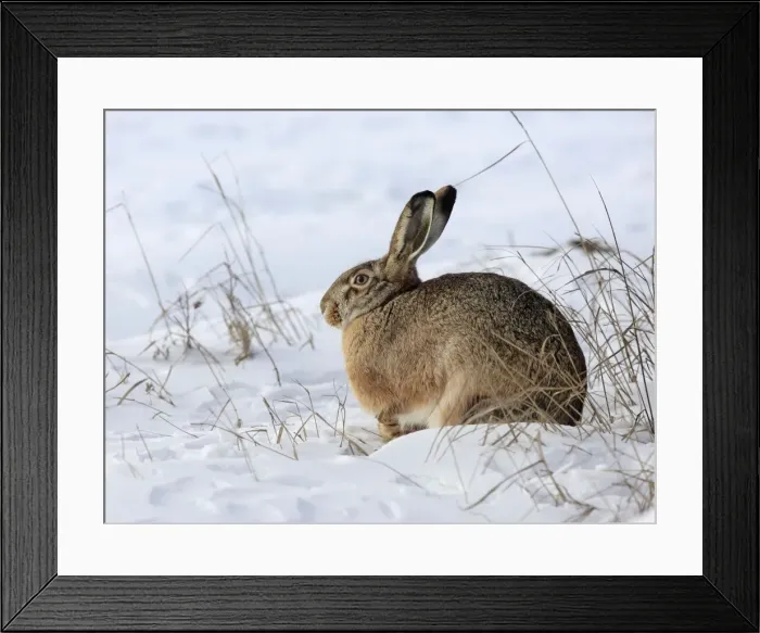 Framed Print : Picture No. 10899389 Framed Print : Picture No. 10899389