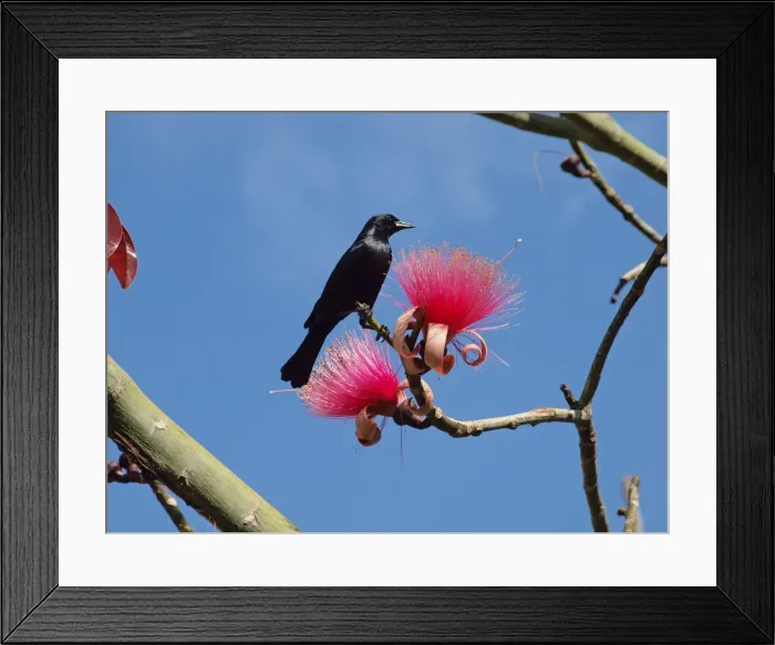 Framed Print : Picture No. 10899387 Framed Print : Picture No. 10899387