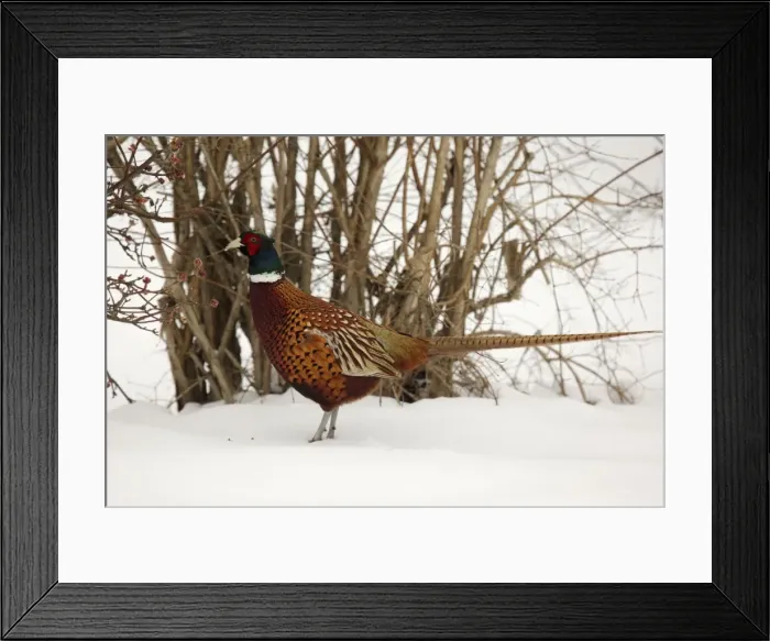 Framed Print : Picture No. 10899388 Framed Print : Picture No. 10899388