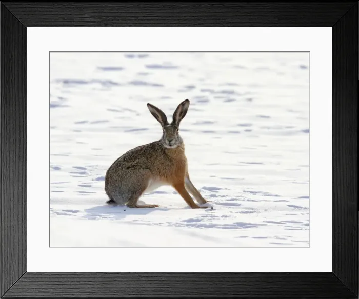 Framed Print : Picture No. 10899394 Framed Print : Picture No. 10899394