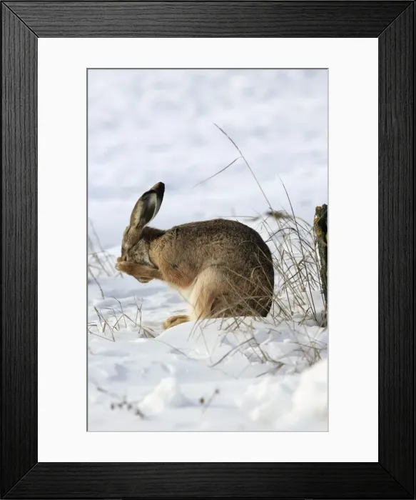 Framed Print : Picture No. 10899393
