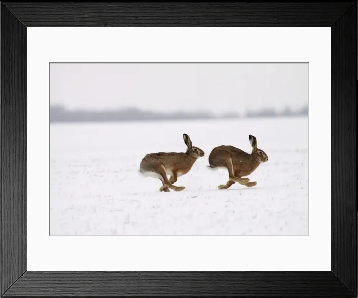 Framed Print : Picture No. 10899395 Framed Print : Picture No. 10899395