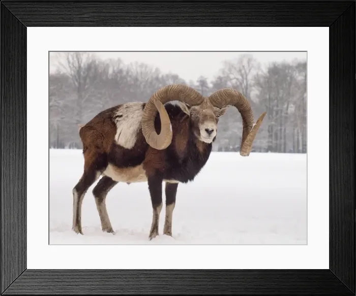 Framed Print : Picture No. 10899399