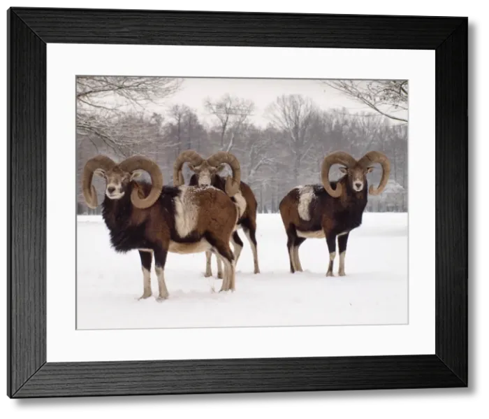 Framed Print : Picture No. 10899400 Framed Print : Picture No. 10899400