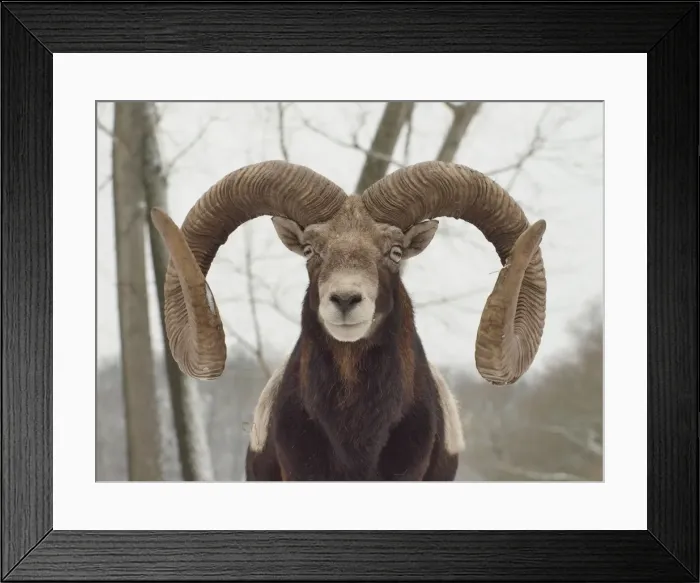 Framed Print : Picture No. 10899401 Framed Print : Picture No. 10899401