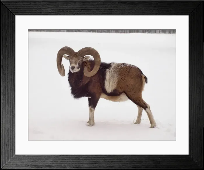 Framed Print : Picture No. 10899398 Framed Print : Picture No. 10899398