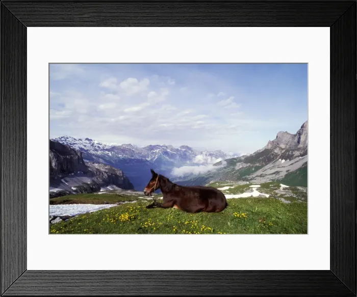 Framed Print : Picture No. 10863962 Framed Print : Picture No. 10863962