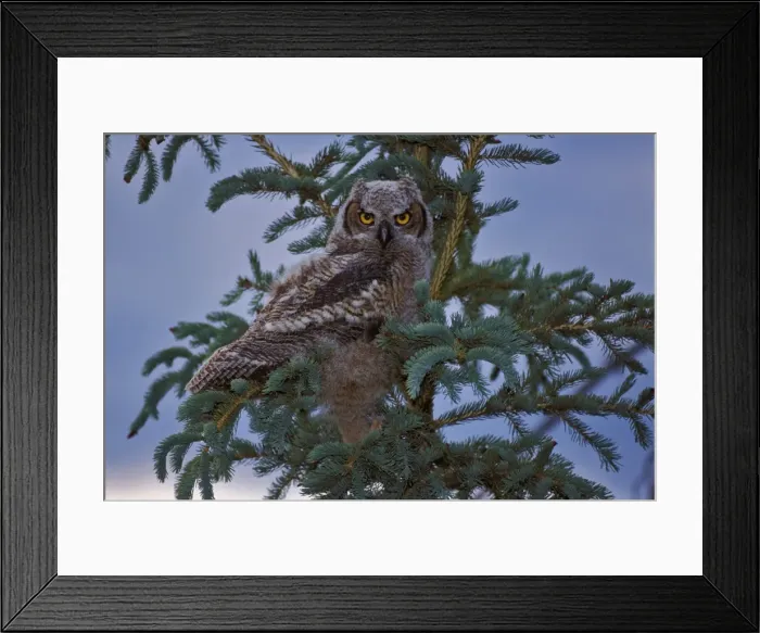 Framed Print : Picture No. 10863969 Framed Print : Picture No. 10863969