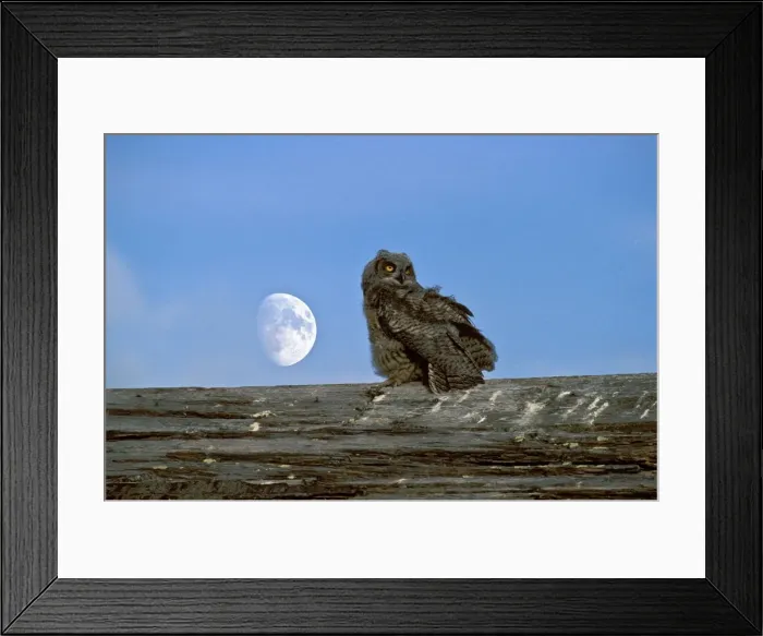 Framed Print : Picture No. 10863971 Framed Print : Picture No. 10863971