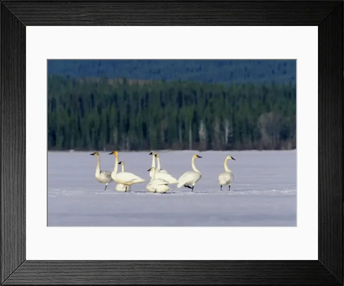 Framed Print : Picture No. 10863968 Framed Print : Picture No. 10863968