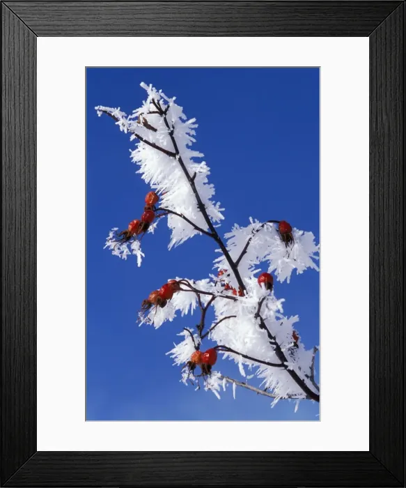Framed Print : Picture No. 10863973 Framed Print : Picture No. 10863973
