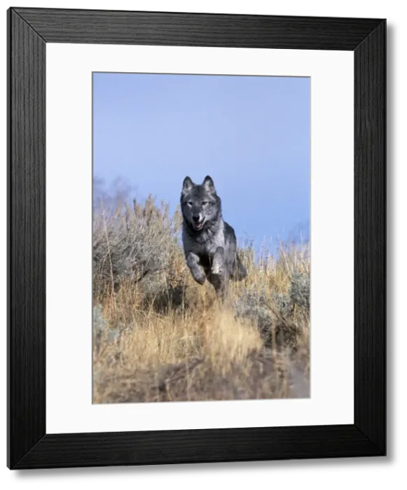 Framed Print : Picture No. 10863974 Framed Print : Picture No. 10863974