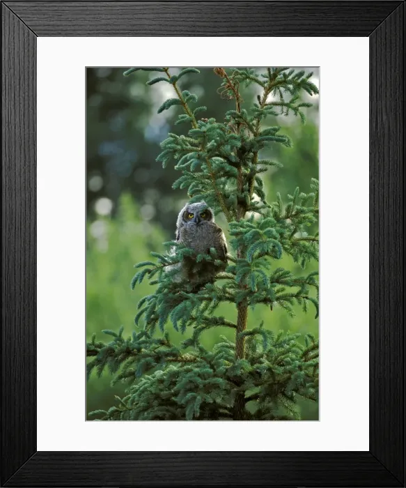 Framed Print : Picture No. 10863970 Framed Print : Picture No. 10863970