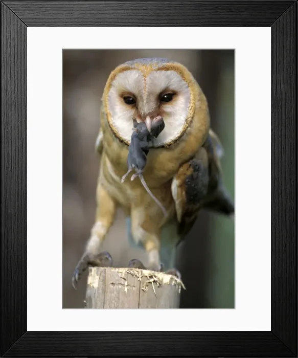 Framed Print : Picture No. 10863972 Framed Print : Picture No. 10863972