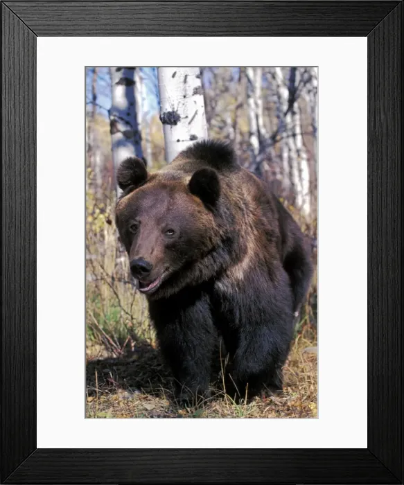 Framed Print : Picture No. 10863975 Framed Print : Picture No. 10863975