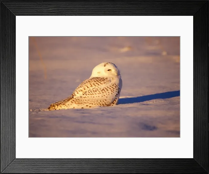 Framed Print : Picture No. 10863977 Framed Print : Picture No. 10863977