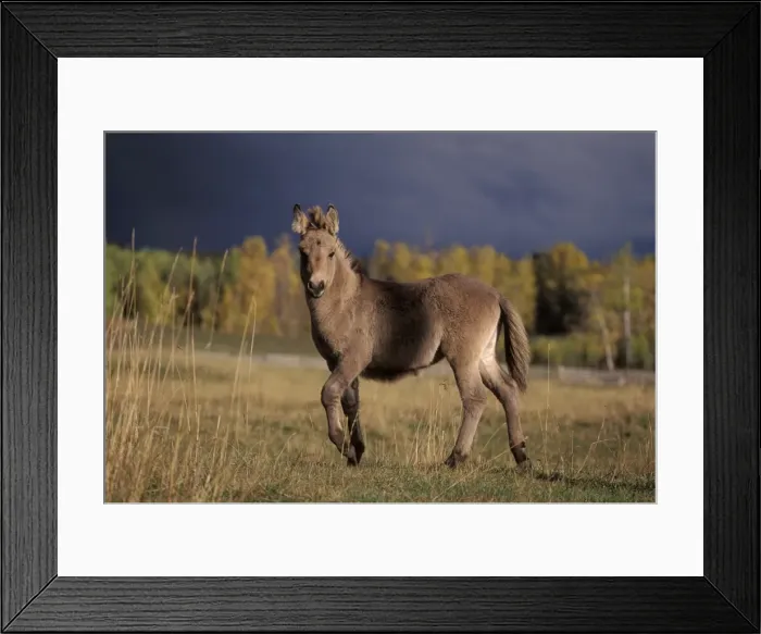 Framed Print : Picture No. 10863979 Framed Print : Picture No. 10863979