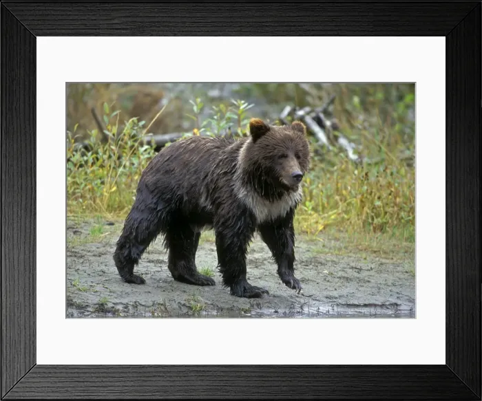 Framed Print : Picture No. 10863980 Framed Print : Picture No. 10863980