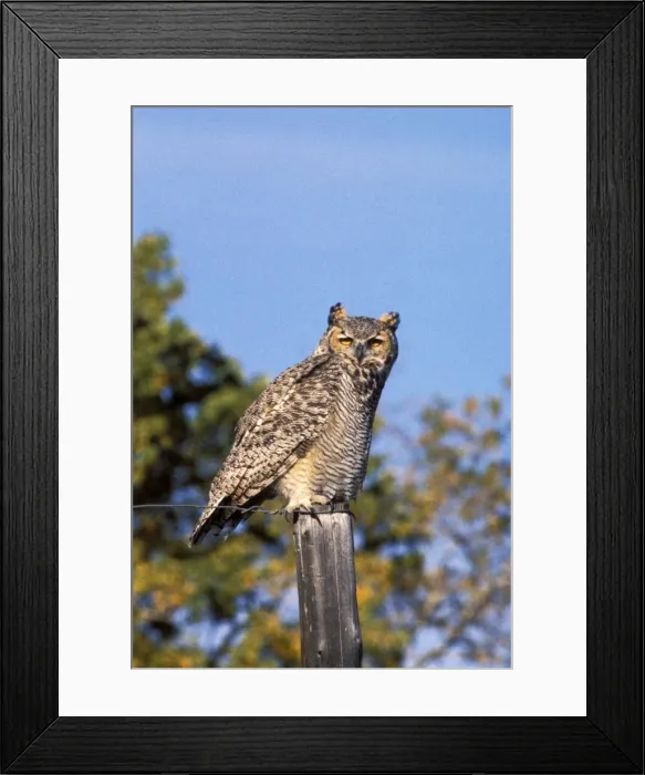 Framed Print : Picture No. 10863978 Framed Print : Picture No. 10863978