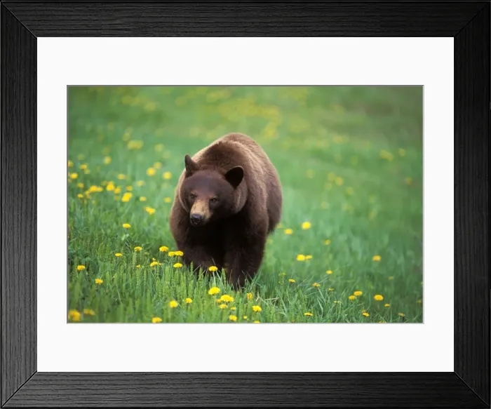 Framed Print : Picture No. 10863984 Framed Print : Picture No. 10863984