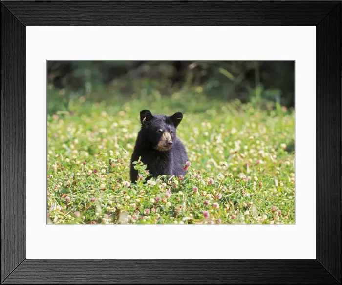 Framed Print : Picture No. 10863983 Framed Print : Picture No. 10863983