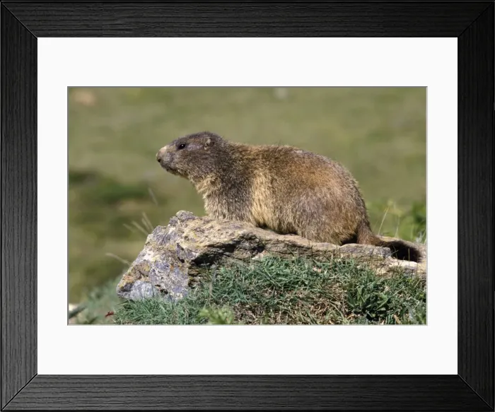 Framed Print : Picture No. 10863986 Framed Print : Picture No. 10863986