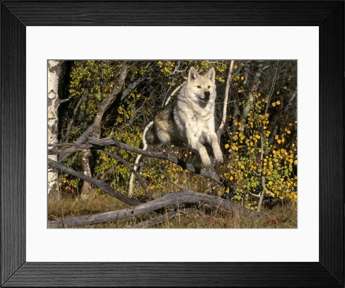 Framed Print : Picture No. 10863989 Framed Print : Picture No. 10863989