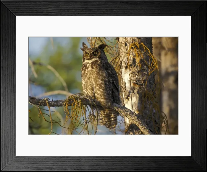 Framed Print : Picture No. 10863990 Framed Print : Picture No. 10863990