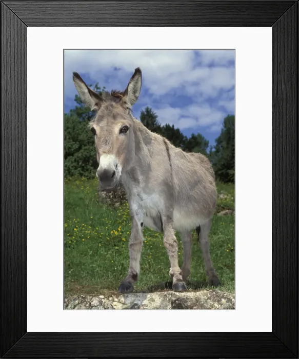 Framed Print : Picture No. 10863992 Framed Print : Picture No. 10863992