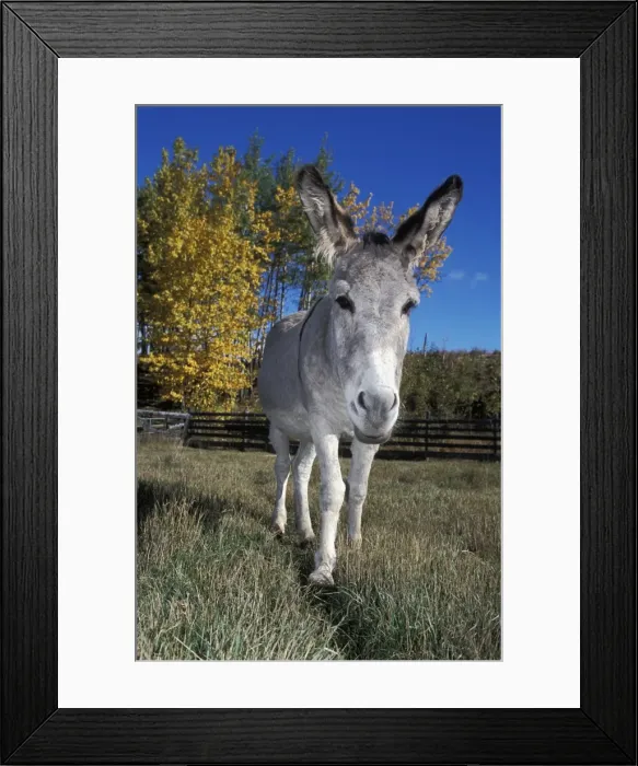 Framed Print : Picture No. 10863993