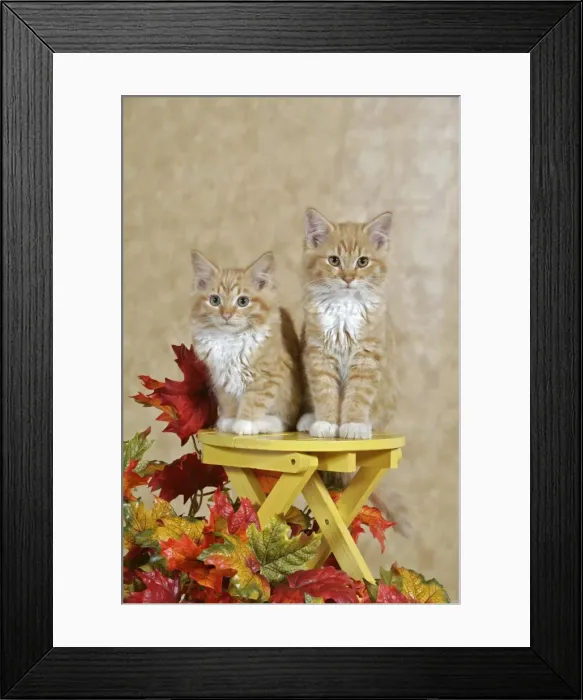 Framed Print : Picture No. 10863999 Framed Print : Picture No. 10863999