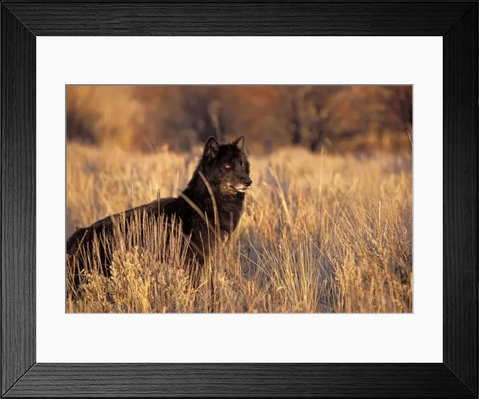 Framed Print : Picture No. 10863995 Framed Print : Picture No. 10863995