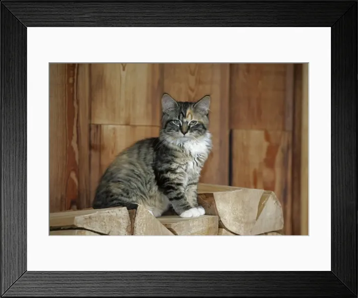 Framed Print : Picture No. 10864002 Framed Print : Picture No. 10864002
