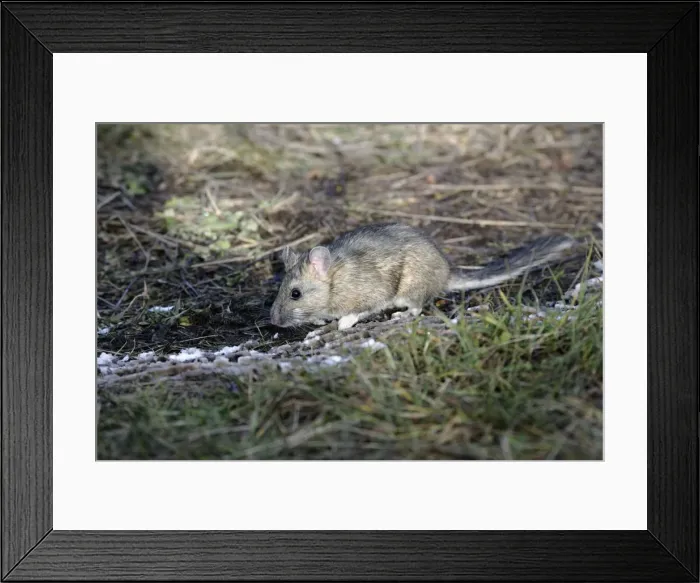 Framed Print : Picture No. 10864005 Framed Print : Picture No. 10864005