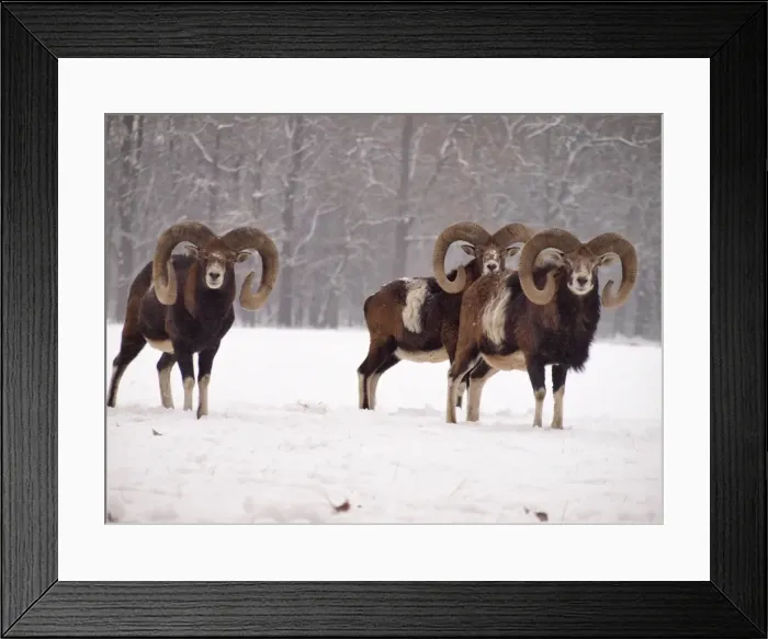 Framed Print : Picture No. 10899403 Framed Print : Picture No. 10899403