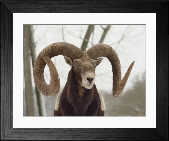 Framed Print : Picture No. 10899402 Framed Print : Picture No. 10899402