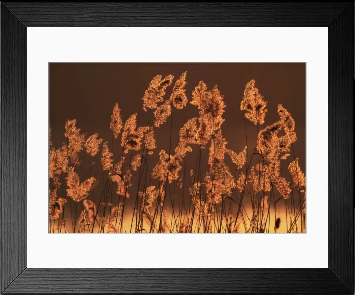 Framed Print : Picture No. 10899396 Framed Print : Picture No. 10899396