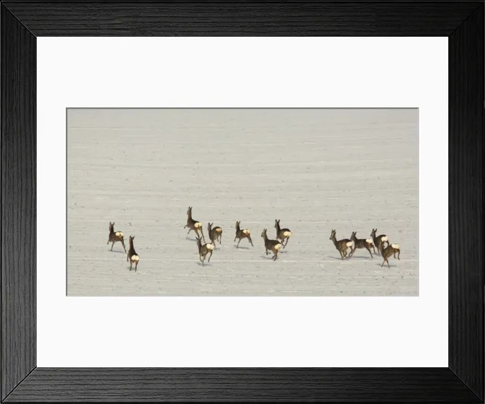 Framed Print : Picture No. 10899406 Framed Print : Picture No. 10899406