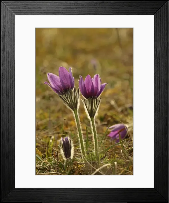 Framed Print : Picture No. 10899405 Framed Print : Picture No. 10899405