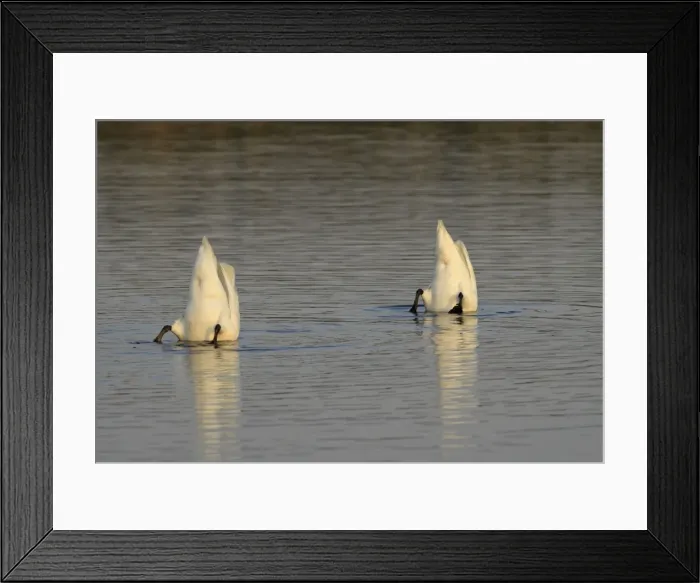 Framed Print : Picture No. 10899408 Framed Print : Picture No. 10899408