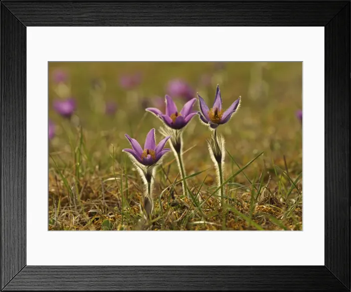 Framed Print : Picture No. 10899404