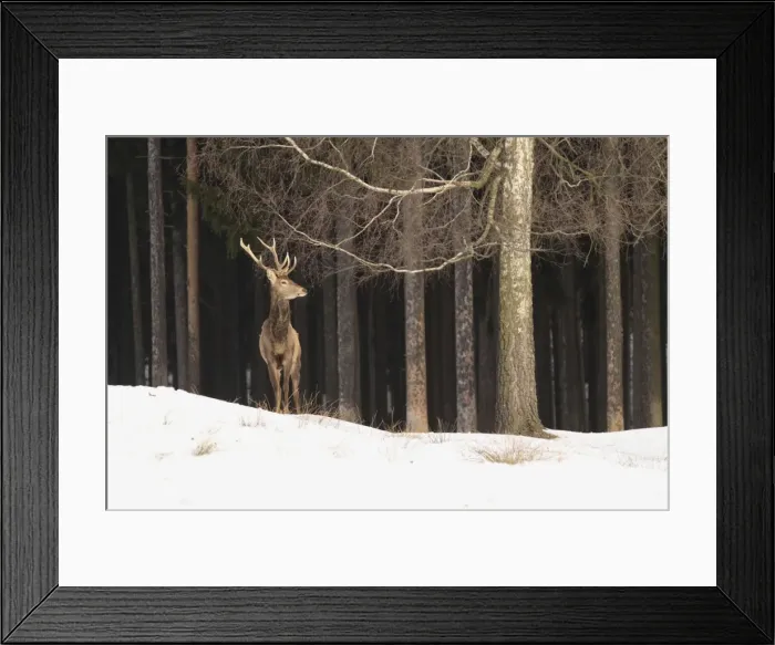 Framed Print : Picture No. 10899407