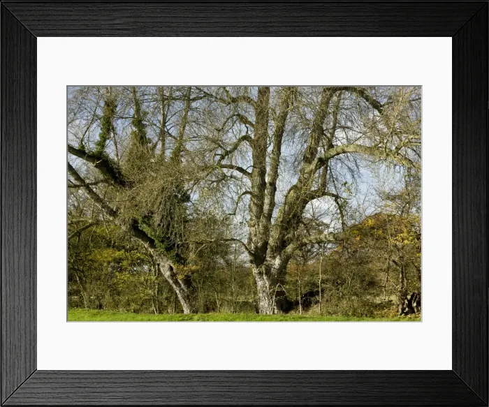 Framed Print : Picture No. 10899412 Framed Print : Picture No. 10899412