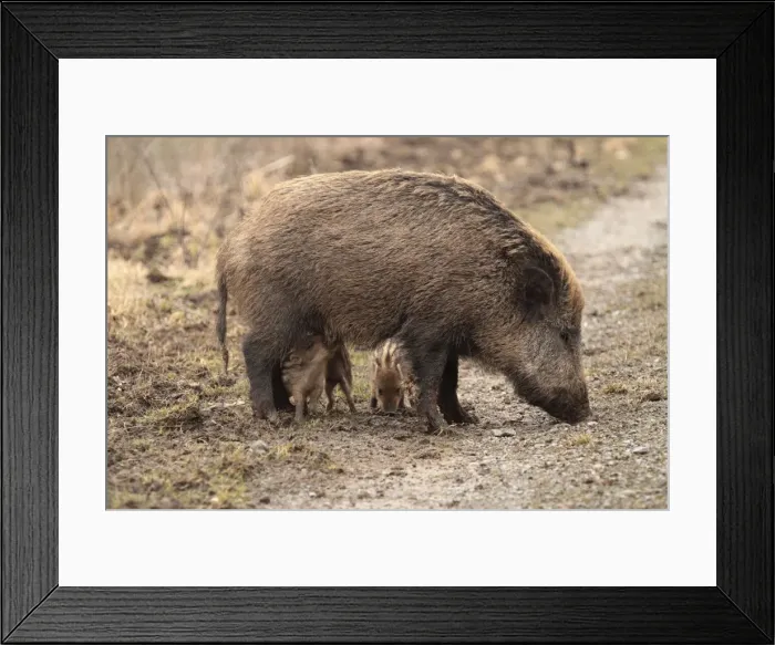 Framed Print : Picture No. 10899409 Framed Print : Picture No. 10899409