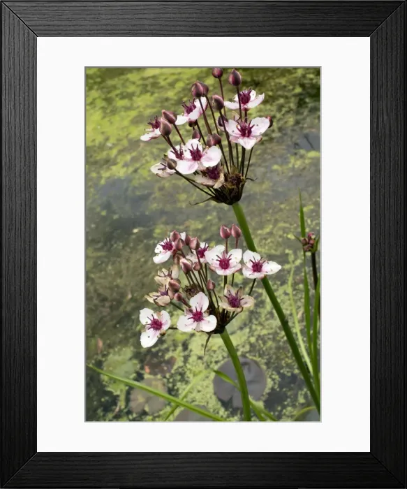 Framed Print : Picture No. 10899410 Framed Print : Picture No. 10899410