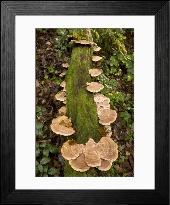 Framed Print : Picture No. 10899416 Framed Print : Picture No. 10899416