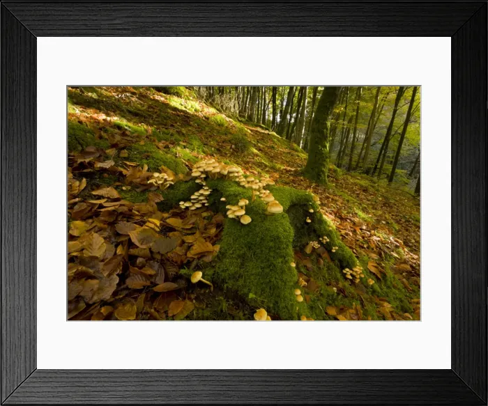 Framed Print : Picture No. 10899415 Framed Print : Picture No. 10899415