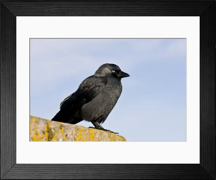 Framed Print : Picture No. 10899417 Framed Print : Picture No. 10899417